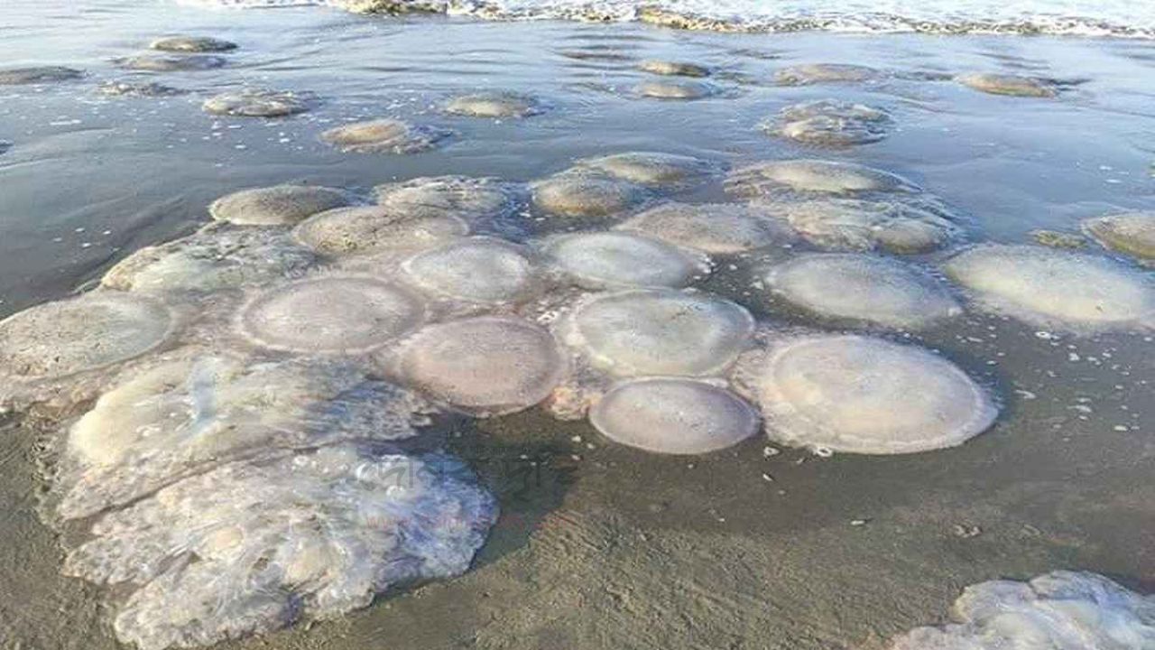  টেকনাফ সৈকতে ভেসে আসছে অসংখ্য মৃত জেলিফিশ